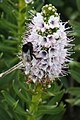 Květenství Echium hierrense