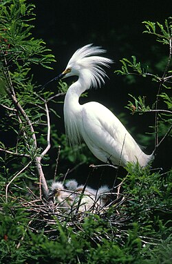 Snehejre (Egretta thula) med unger.