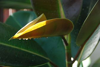 Kautxu-landarea (Ficus elastica)