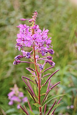 Fireweed