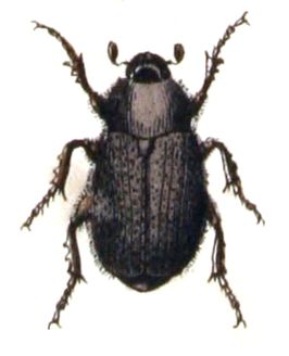 Aplidia transversa