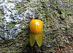 Au stade suivant les ailes se déplient et se forment. La coccinelle doit les sécher durant plusieurs heures. Leur couleur jaune signale aux prédateurs une toxicité ou un mauvais goût.