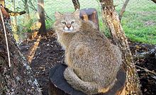 Le Chat des Pampas ou colocolo (Leopardus colocolo).