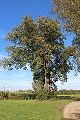 Linde an der Breitenhofstraße