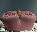 Lithops aucampiae