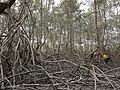 Interior del Manglar