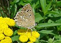 Polyommatus daphnis Getand blauwtje