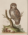 Noctua minima; Dwerguil, Glaucidium passerinum (Linnaeus, 1758)