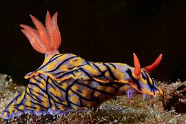 Nudibranch