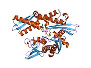 1ngd: STRUCTURAL BASIS OF THE 70-KILODALTON HEAT SHOCK COGNATE PROTEIN ATP HYDROLYTIC ACTIVITY, II. STRUCTURE OF THE ACTIVE SITE WITH ADP OR ATP BOUND TO WILD TYPE AND MUTANT ATPASE FRAGMENT