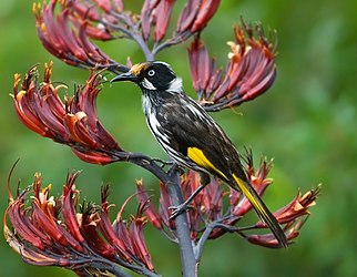 New Holland Honeyeater