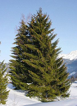 Geweune sparre (Picea abies)