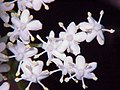 Sambucus nigra flowers