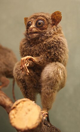 Tarsius fuscus