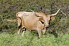 Штаттың ірі сүт қоректісі(ағылш. Texas longhorn)