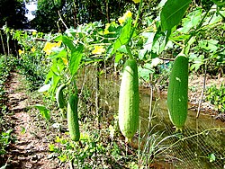 Mdodoki-laini (Luffa cylindrica)