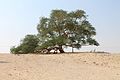 Image 11The Tree of Life, a 9.75 meter high Prosopis cineraria tree that is over 400 years old (from Bahrain)