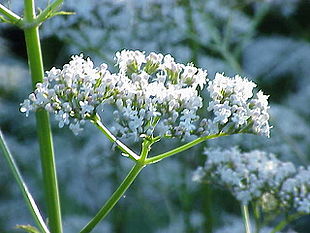 Lægebaldrian (Valeriana officinalis).