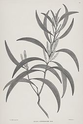 Black and White engraving of Acacia cunninghamii in the Florilegium