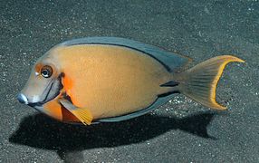 Acanthurus pyroferus