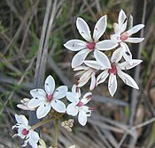 Burchardia umbellata