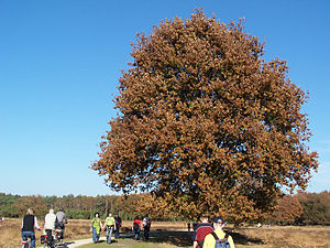 Buurserzand in de herfst