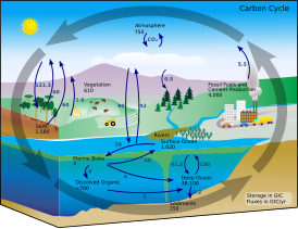 Diagram of the carbon cycle