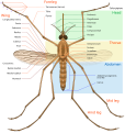 Mosquito anatomy