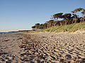 The Western Pomerania Lagoon Area National Park - west coast of Darß