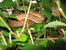 Dasypeltis fasciata