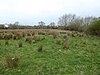 Duston Mill Meadow