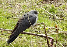 Gök Common Cuckoo (20163877259).jpg