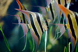 Plačiakūnis skaliaras (Pterophyllum altum)