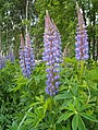 Tremoceiro-de-jardim (blomsterlupin)