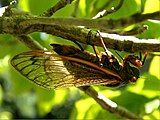 Female ovipositing