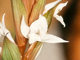 Pteroglossa roseoalba