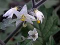 Gauruotoji kiauliauogė (Solanum villosum)