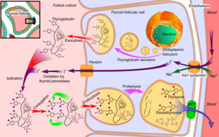 Thyroid hormone synthesis