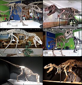 1-й столбец: Daspletosaurus torosus, Albertosaurus sarcophagus, Alioramus remotus 2-й столбец: Tyrannosaurus rex, Lythronax argestes, Tarbosaurus bataar