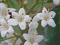 Viburnum utile