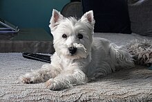 Westie "Creamy", bientôt 12ans.jpg