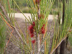 Allocasuarina littoralis.