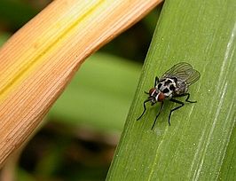 Anthomyia pluvialis