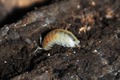 Armadillidium lagrecai