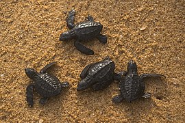 Bébés tortues libérés.