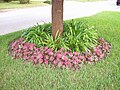 Caladium 'Florida Sweetheart'