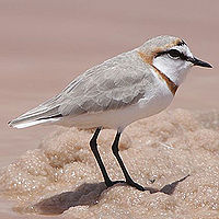 Chestnut-banded Plover (male in breeding plumage)