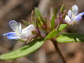 Collinsia parviflora