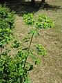 Euphorbia pekinensis