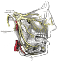 Répartition des nerfs maxillaires et mandibulaires et du ganglion sous-maxillaire.